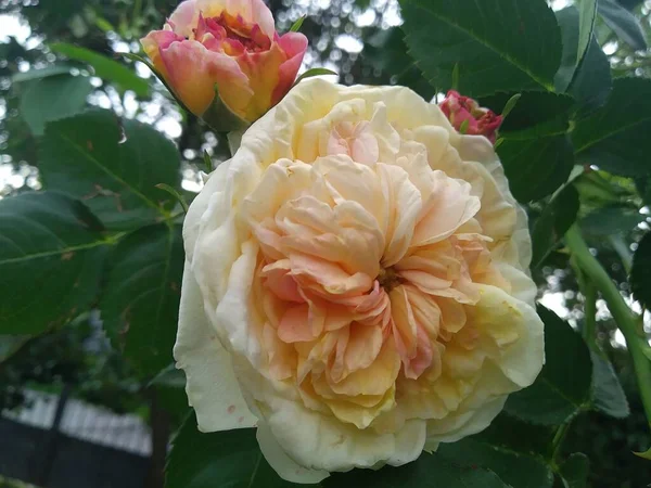 Diese Blumen Und Früchte Meinem Garten Sind Wunder Der Natur — Stockfoto