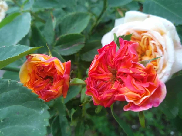 Estas Flores Frutos Meu Jardim São Maravilhas Natureza — Fotografia de Stock