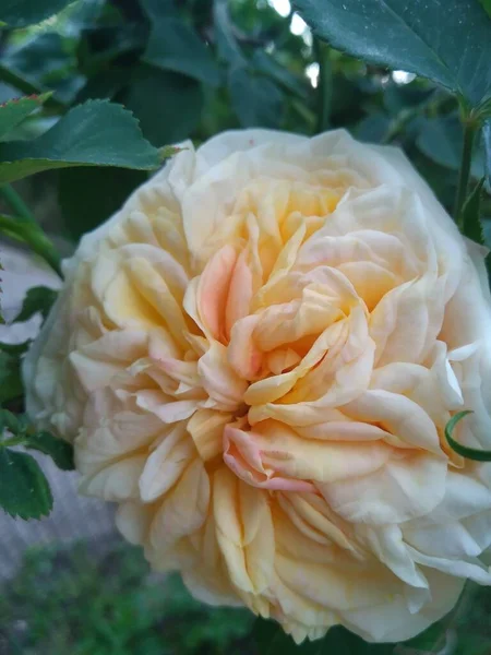 Questi Fiori Frutti Nel Mio Giardino Sono Meraviglie Della Natura — Foto Stock