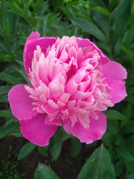 Questi Fiori Frutti Nel Mio Giardino Sono Meraviglie Della Natura — Foto Stock