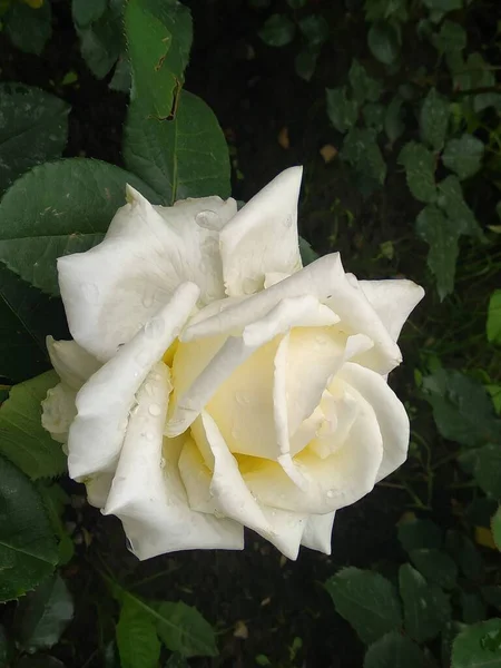 Estas Flores Frutos Meu Jardim São Maravilhas Natureza — Fotografia de Stock