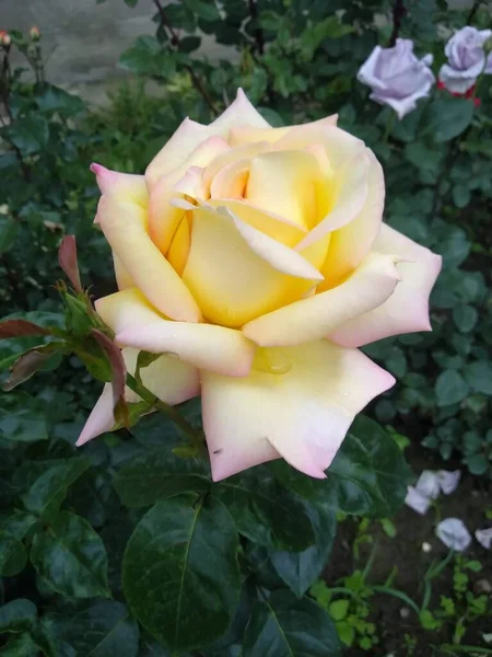 Estas Flores Frutos Jardín Son Maravillas Naturaleza — Foto de Stock