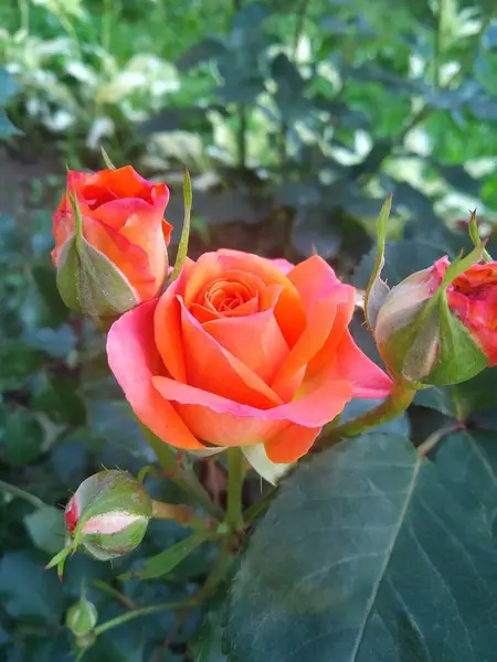 Estas Flores Frutos Jardín Son Maravillas Naturaleza —  Fotos de Stock