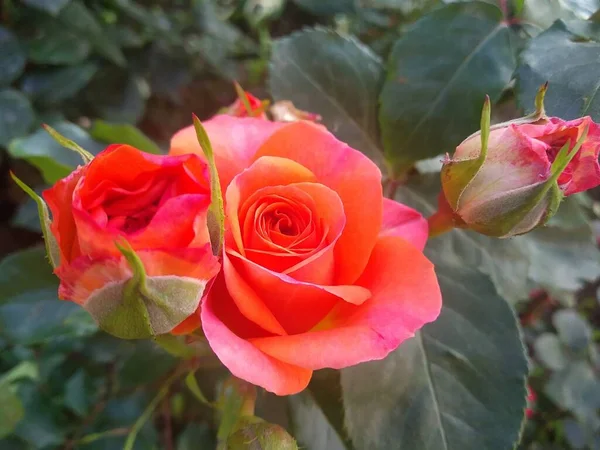 Estas Flores Frutos Meu Jardim São Maravilhas Natureza — Fotografia de Stock