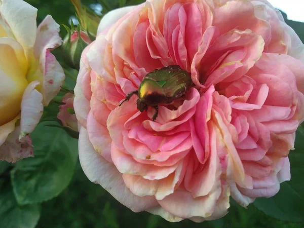 私の庭のこれらの花や果物は自然の驚異です — ストック写真