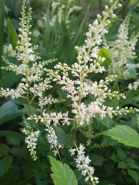 我花园里的这些花和果实是大自然的奇迹 — 图库照片