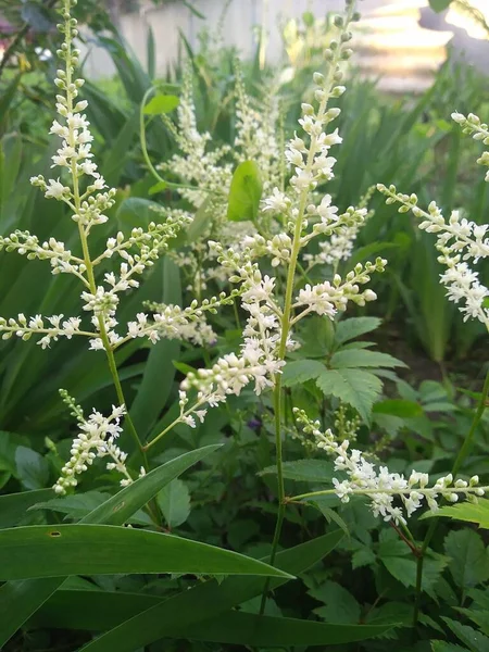 我花园里的这些花和果实是大自然的奇迹 — 图库照片