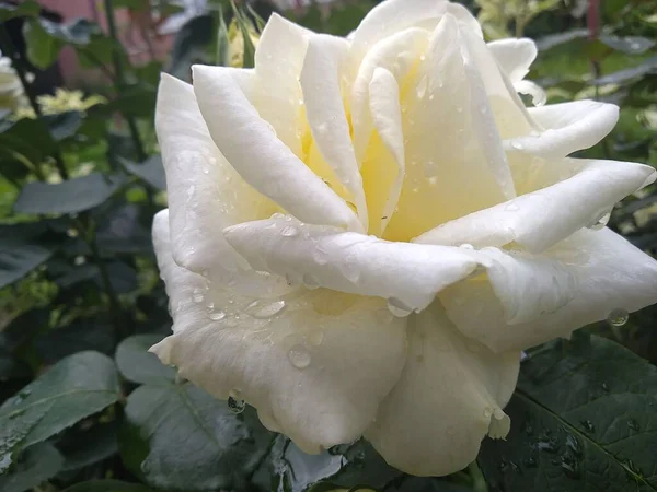 Estas Flores Frutos Meu Jardim São Maravilhas Natureza — Fotografia de Stock