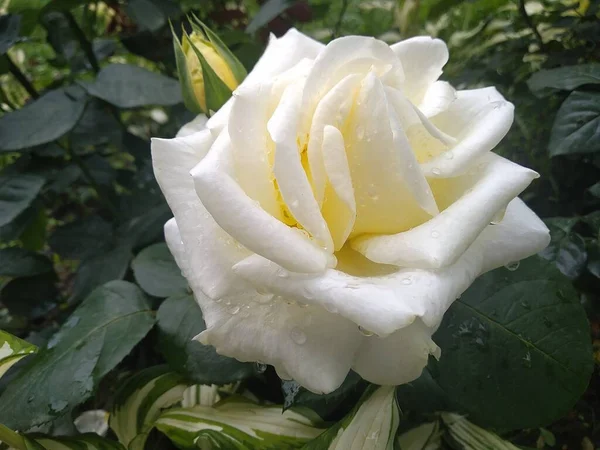 Diese Blumen Und Früchte Meinem Garten Sind Wunder Der Natur — Stockfoto