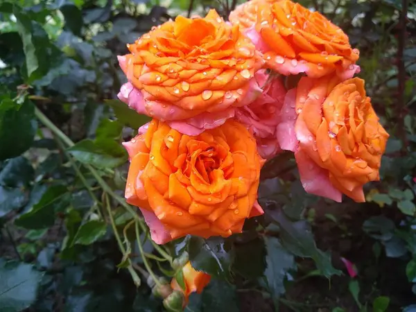 Estas Flores Frutos Meu Jardim São Maravilhas Natureza — Fotografia de Stock