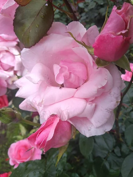 Estas Flores Frutos Meu Jardim São Maravilhas Natureza — Fotografia de Stock