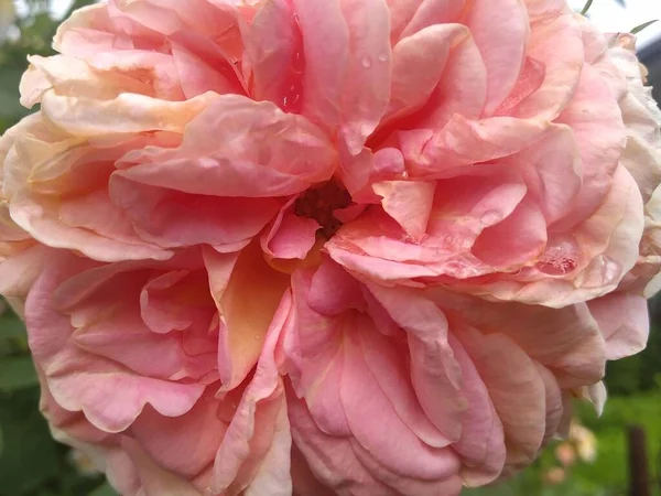 Estas Flores Frutos Jardín Son Maravillas Naturaleza —  Fotos de Stock