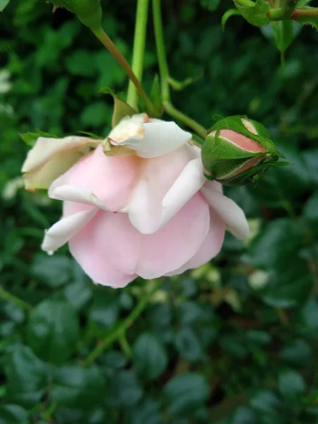 Estas Flores Frutos Jardín Son Maravillas Naturaleza —  Fotos de Stock