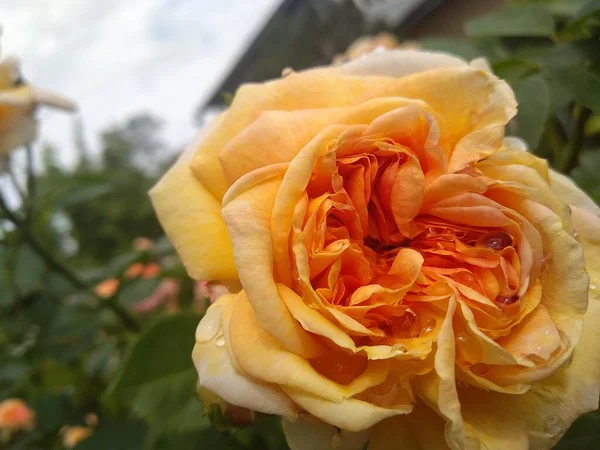 Estas Flores Frutos Jardín Son Maravillas Naturaleza —  Fotos de Stock