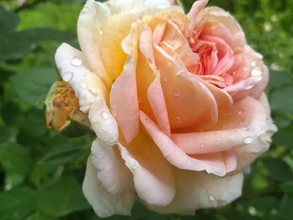 Estas Flores Frutos Jardín Son Maravillas Naturaleza —  Fotos de Stock