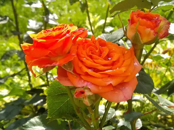 Estas Flores Frutos Meu Jardim São Maravilhas Natureza — Fotografia de Stock