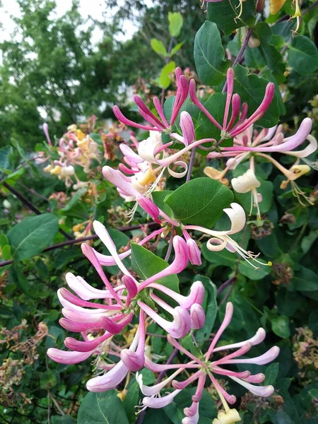 Ces Fleurs Fruits Dans Mon Jardin Sont Des Merveilles Nature — Photo