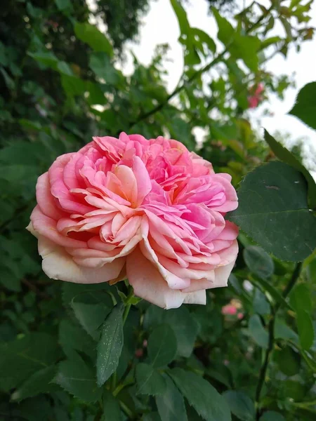 Estas Flores Frutos Jardín Son Maravillas Naturaleza —  Fotos de Stock