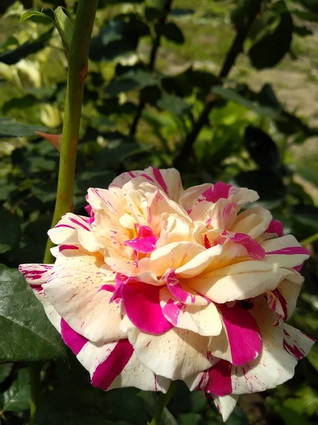 Estas Flores Frutos Meu Jardim São Maravilhas Natureza — Fotografia de Stock