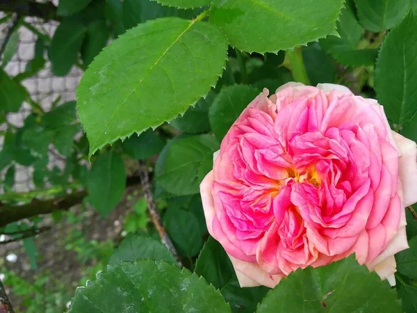 Estas Flores Frutos Jardín Son Maravillas Naturaleza —  Fotos de Stock