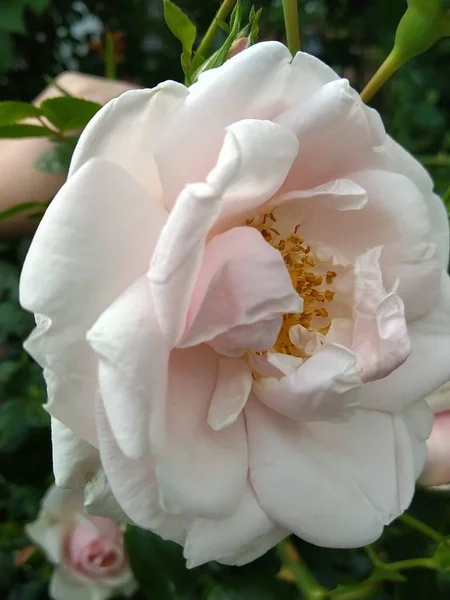 Questi Fiori Frutti Nel Mio Giardino Sono Meraviglie Della Natura — Foto Stock