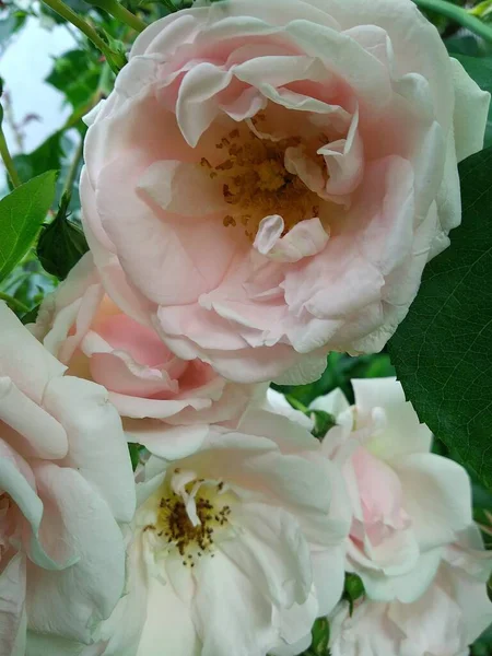 Estas Flores Frutos Jardín Son Maravillas Naturaleza —  Fotos de Stock