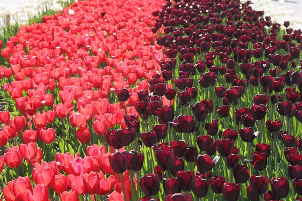 black and pink tulips. the contrasting texture of the flowers. flowerbed divided in half into light and dark.