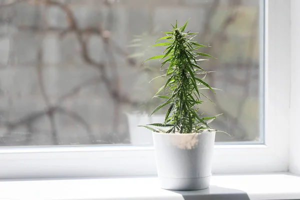 Kültürel kenevir Bush.