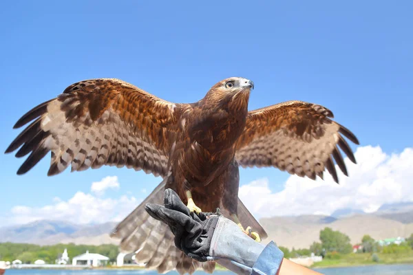 Falke auf der Hand des Jägers . — Stockfoto