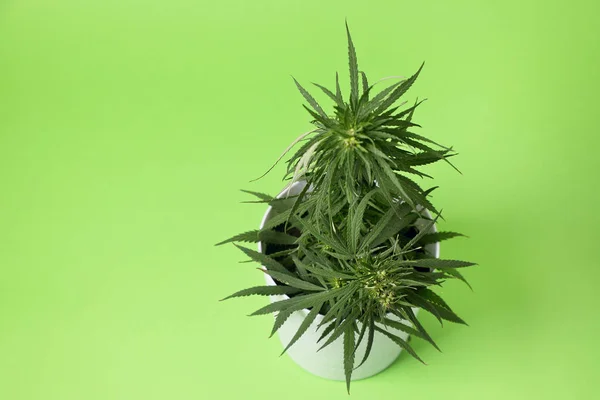 Arbusto de cannabis  . Fotos de stock libres de derechos