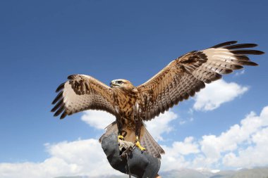 The Falcon on the hunter's arm spread its wings, ready to fly, against the blue sky. clipart