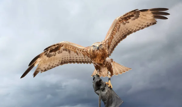 a large bird of prey . The Falcon, ready to hunt, spread its wings against the gray cloudy sky.