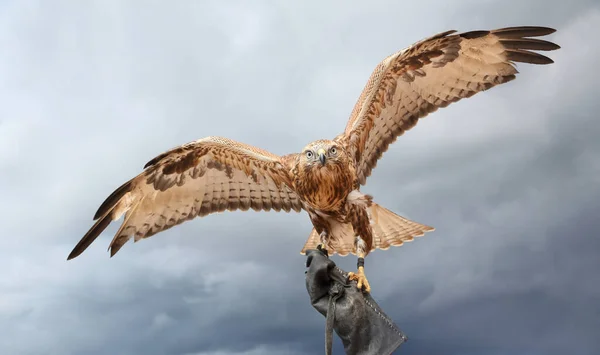 Ein Großer Greifvogel Der Zur Jagd Bereite Falke Breitete Seine — Stockfoto