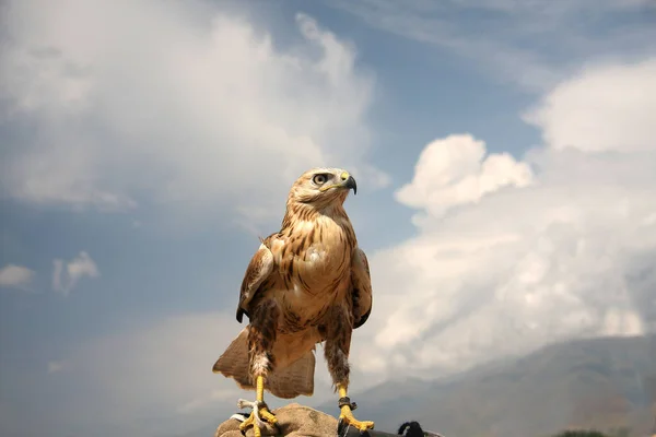 Ein Zur Jagd Gezähmter Falke Ein Raubvogel Sitzt Auf Einem — Stockfoto