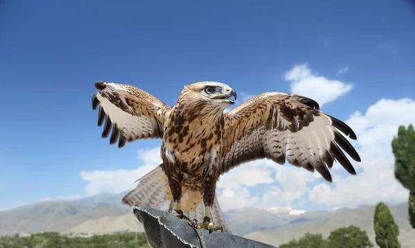 Faucon Entraîné Pour Chasser Déploie Ses Ailes Contre Ciel Bleu — Photo