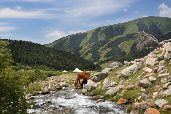 Desfiladeiro Pitoresco Quirguistão Cavalos Rio Montanha Dia Verão — Fotografia de Stock