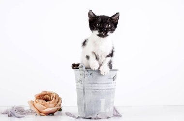 Sevimli küçük kedi yavrusu çiçekli eski kova