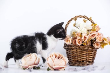 Çiçekli sepet içinde şirin kedicik