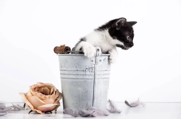 Gatinho Bonito Balde Velho Com Flores — Fotografia de Stock