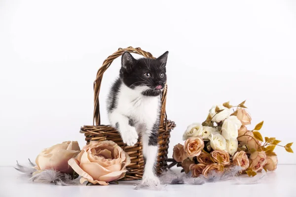 Niedliches Kleines Kätzchen Korb Mit Blumen — Stockfoto
