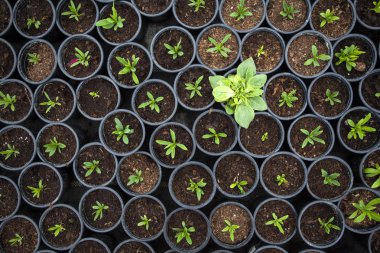 Pek çok filizlenen bitkinin arasında eşsiz bir bitki yetiştirildi. Kalabalıktan, bireysellikten ve farklı kavramlardan uzak durmak.