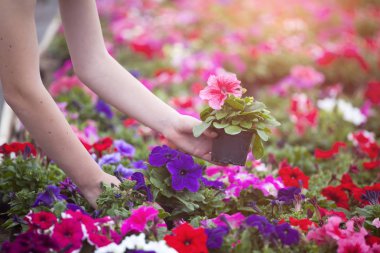 Sera çiçekler ile çalışan çiftçi. 