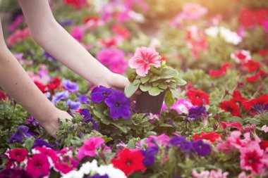 Sera çiçekler ile çalışan çiftçi. 