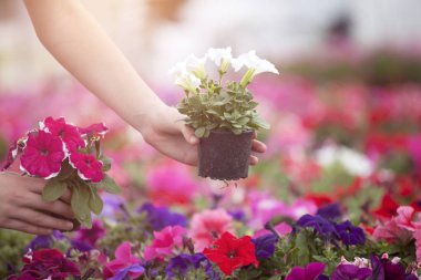 Sera çiçekler ile çalışan çiftçi. 