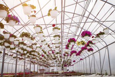 Bir sera içinde fazla renkli çiçek. Üretim ve yetiştirme çiçekler.