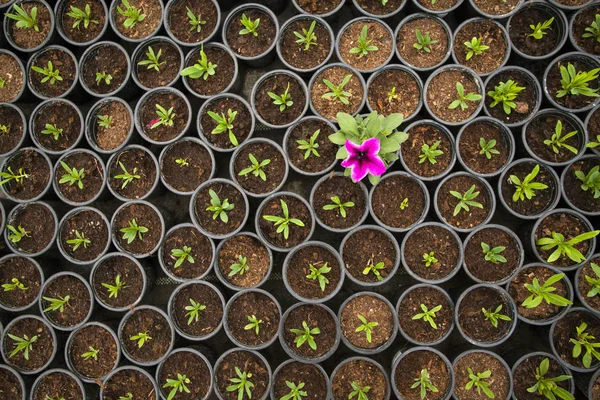 Pek Çok Filizlenen Bitkinin Arasında Eşsiz Bir Bitki Yetiştirildi Kalabalıktan — Stok fotoğraf