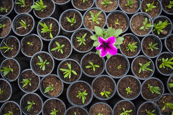 Unikátní Rostlina Vyrostla Mezi Mnoha Sazenicemi Vyčnívající Davu Individualita Rozdíl — Stock fotografie