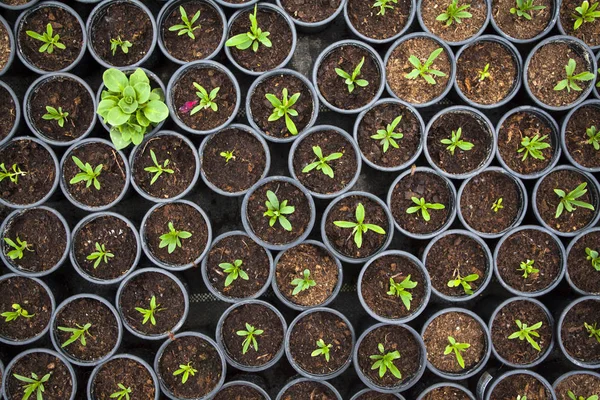 Planta Cultivada Original Entre Muitas Plantas Plântulas Destacando Multidão Individualidade — Fotografia de Stock