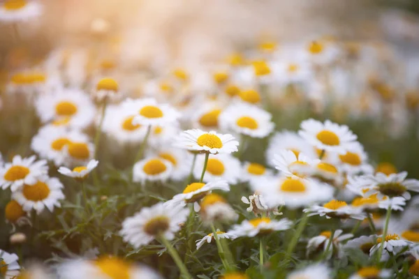 Fechar Flor Margarida Pôr Sol — Fotografia de Stock