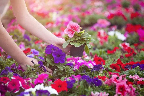 Agricultor Trabalhando Estufa Com Flores — Fotografia de Stock